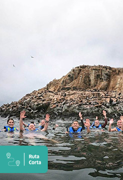 Vive la aventura de nadar con lobos marinos