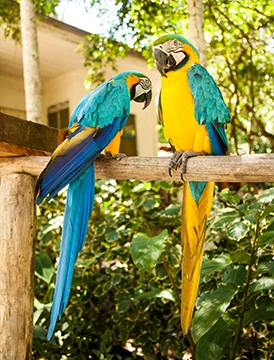 Aventura Selvática: Amazon Experience en Iquitos