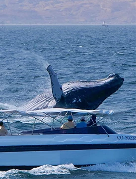 Avistamiento de Ballenas 