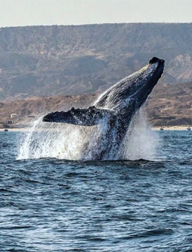 Avistamiento de ballenas y nado con tortugas