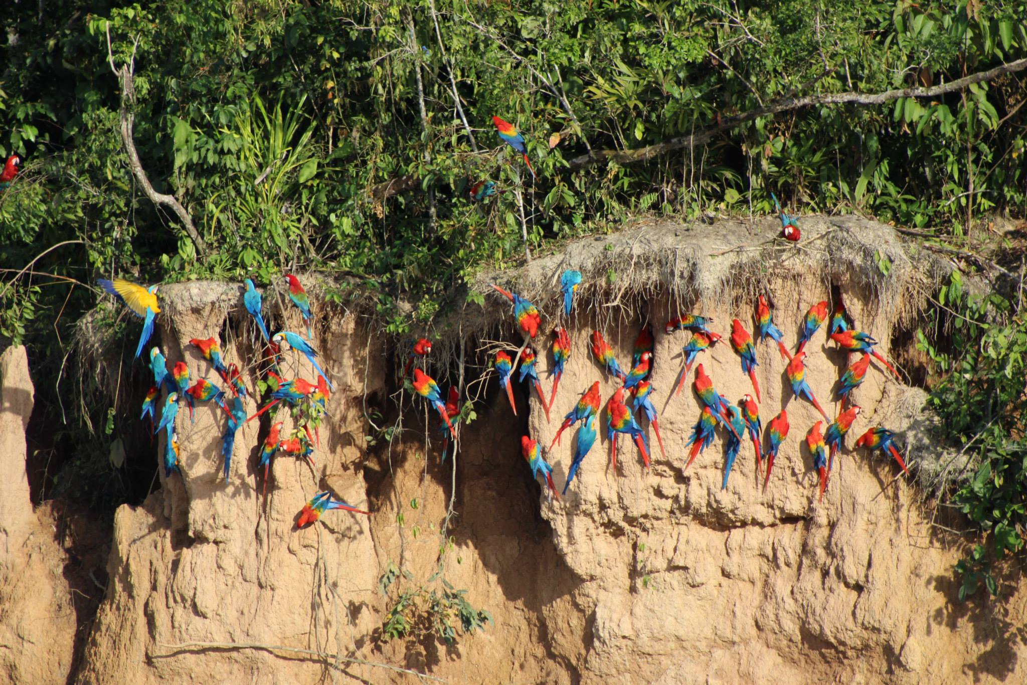 Reserva Nacional de Tambopata