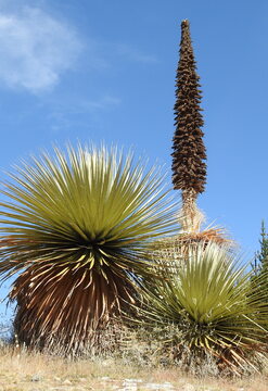Vilcashuamán, Tierra sagrada de los Incas