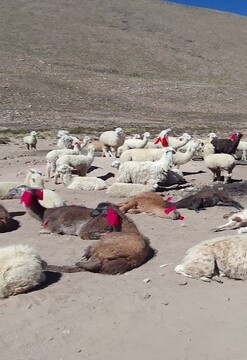 Excursiones en Arequipa y cañón del Colca insuperable