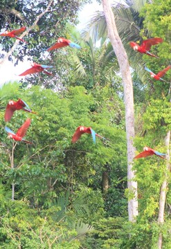 Collpa de Guacamayos en Tambopata