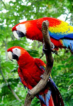 Iquitos y su selva