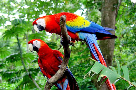 iquitos-y-su-selva_1912022_4-2.jpg