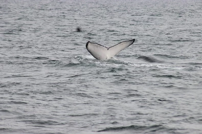Naturaleza y Relajo en Máncora – Tour Avistamiento de Ballenas