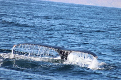 Naturaleza y Relajo en Máncora – Tour Avistamiento de Ballenas