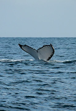 Avistamiento de ballenas en Punta Sal 