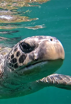Pesca y tortugas en acción