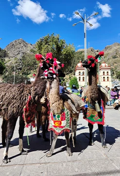 Tansiri - llamas cargeras