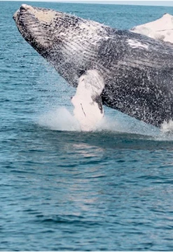 Máncora y Tumbes: Ruta del Mangle y la Ballena