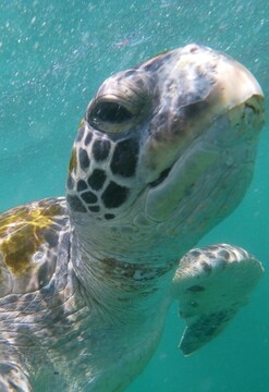 Punta Veleros, nado con tortugas