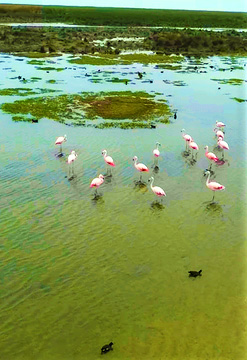 Ruta de Aves del Sur del Perú