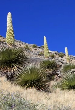 Tour Vilcashuamán e Intihuatana