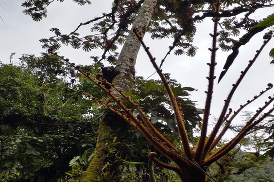 oso en yanachaga chemillen