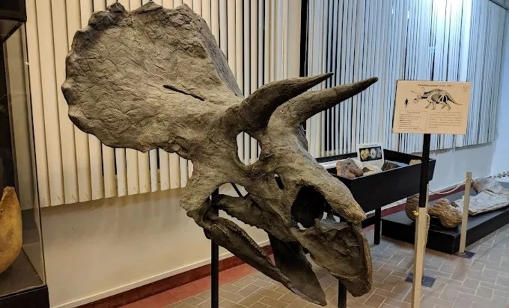 Visita Especial: Museo de Historia Natural de la URP