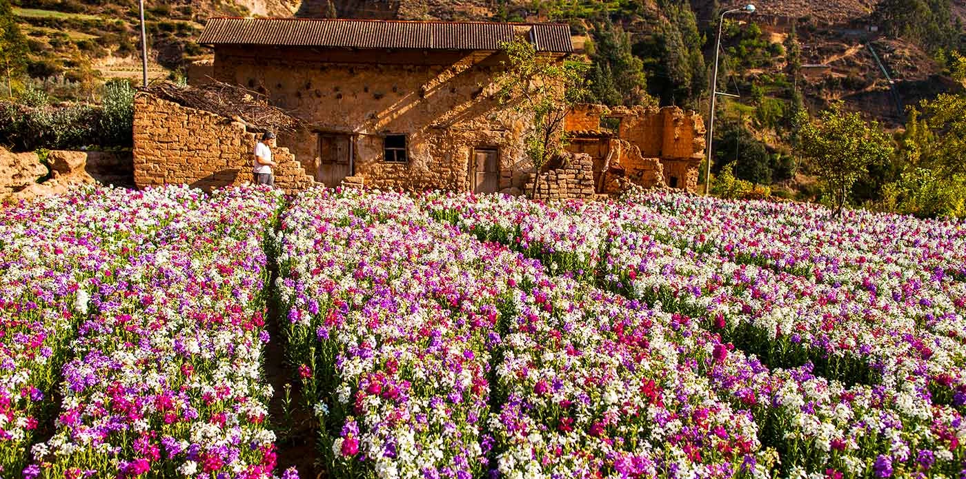 Tarma florece: 7 planes en el Valle de las Flores