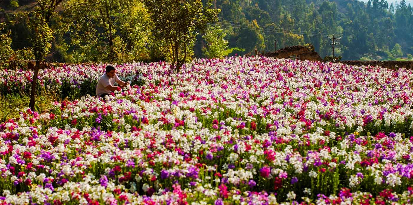 Flores amarillas y paisajes que anuncian la primavera