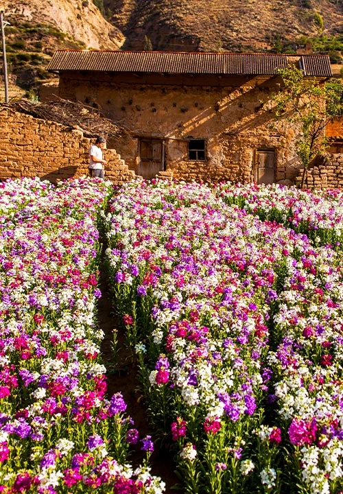Tarma florece: 7 planes en el Valle de las Flores