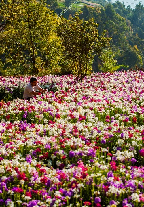 Flores amarillas y paisajes que anuncian la primavera