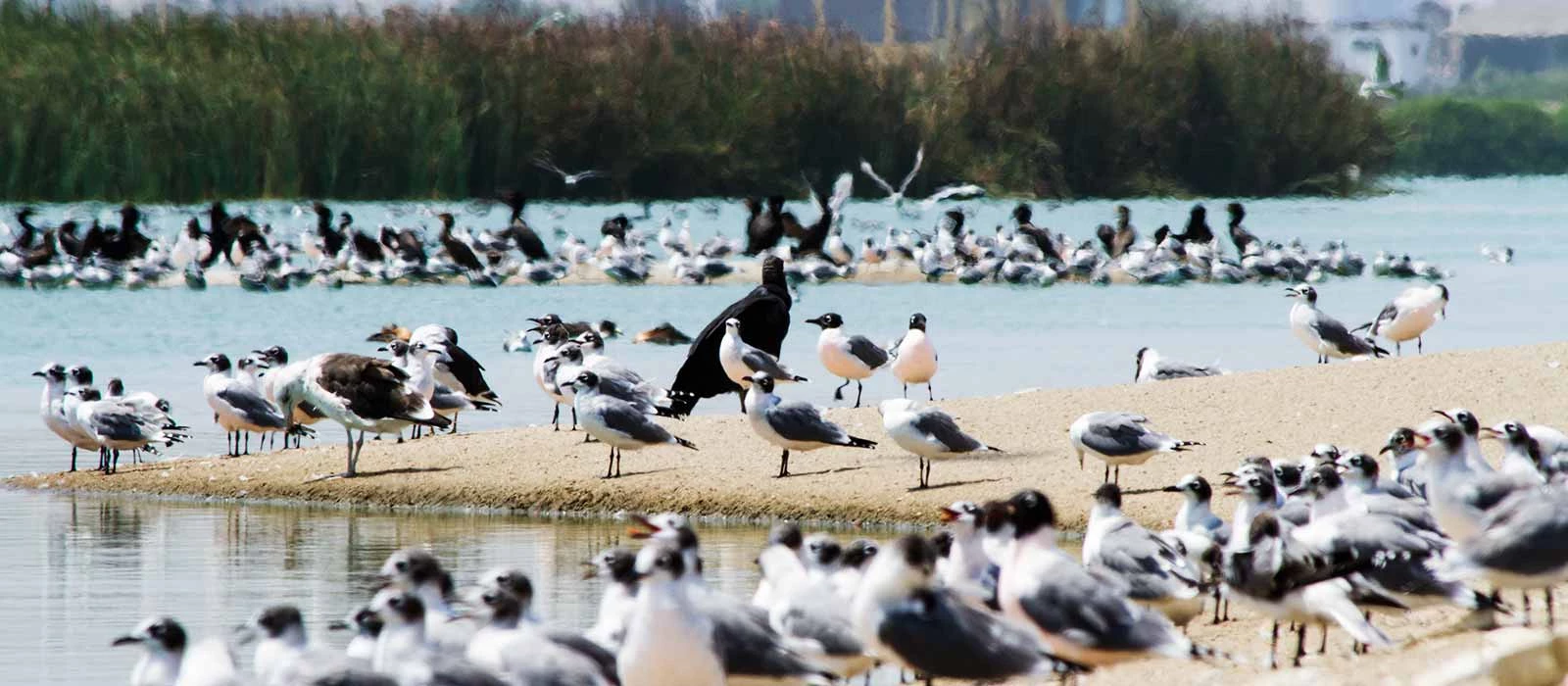 ¡Promociona tu negocio en Y Tú Qué Planes!