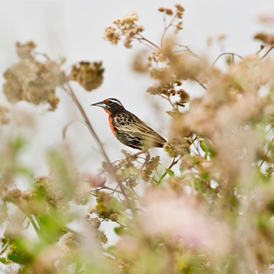 Global Big Day: Perú se une para volver al primer lugar en avistamiento de aves