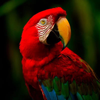 Amazonía peruana: ¿Iquitos, Tarapoto, Pucallpa o Puerto Maldonado? Guía para tu primer viaje