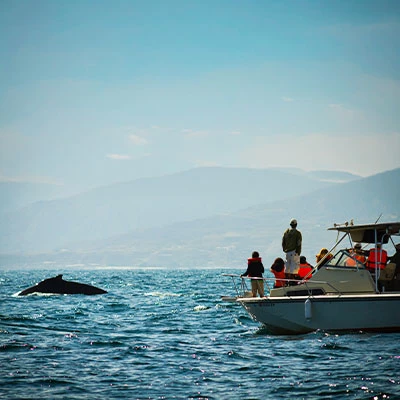 Avistamiento de ballenas en Perú: Guía para planificar tu viaje