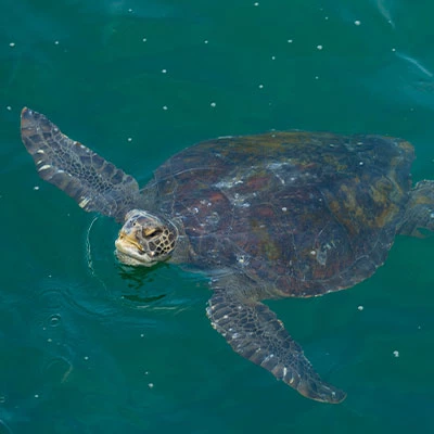 Los Órganos: un mar de colores y vida marina en Piura