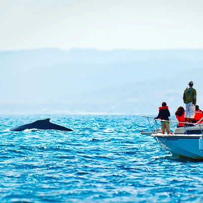 Ballenas jorobadas en el norte peruano: una experiencia natural imperdible