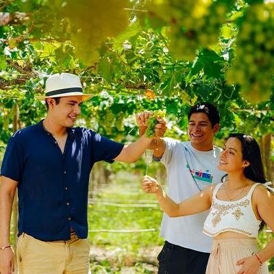 Día del Vino Peruano: descubre la historia, tradición y sabores que nacen en los viñedos del Perú