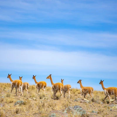 Festival Internacional de la Vicuña: vive el ancestral Chaccu en Ayacucho