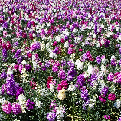 Viaja a Tarma y vive la fiesta del Valle de las Flores: 7 planes imperdibles