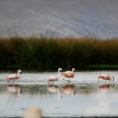 Aves del Perú: 10 especies increíbles que querrás encontrar en tu próximo viaje 