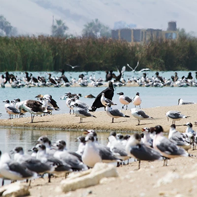 Pantanos de Villa: sorpréndete con este refugio natural dentro de Lima