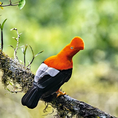 Reserva de Biósfera Oxapampa-Asháninka-Yánesha: celebra su aniversario descubriendo uno de los destinos naturales más sorprendentes de la selva central