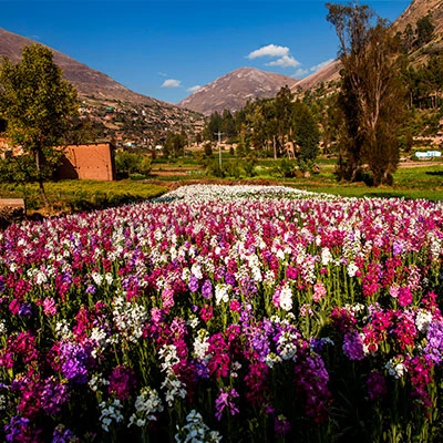 Señor de Muruhuay: la festividad que llena de fe, flores y tradición a Tarma