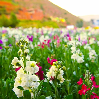 Flores amarillas: 4 escapadas llenas de flores para este 21 de septiembre