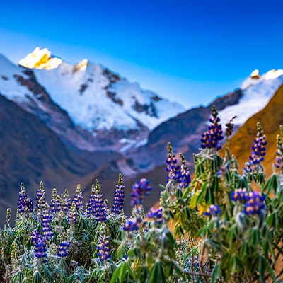 El mapa del color: 3 lugares mágicos para disfrutar de la primavera en Perú