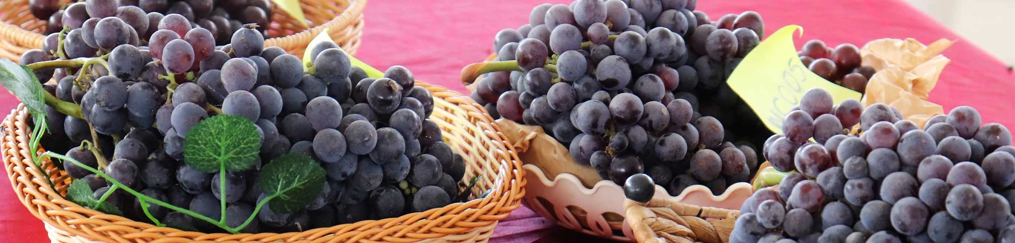 Tacna celebra su tradición vitivinícola con el Festival de la Vendimia