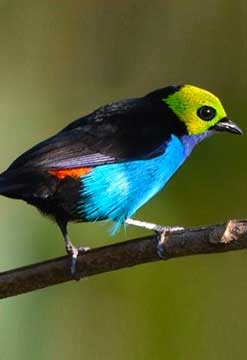 Aprendiendo a observar aves en Tarapoto