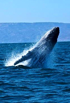 Disfruta del avistamiento de ballenas
