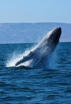 Avistamiento de ballenas, Playas y Manglares