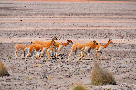 CatarataPillones_ArequipaExplorer_25122023_1C.jpg