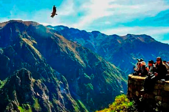 Colca_acuarius_25012023_2C.jpg