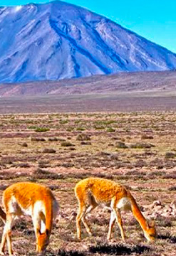 Cañón del Colca