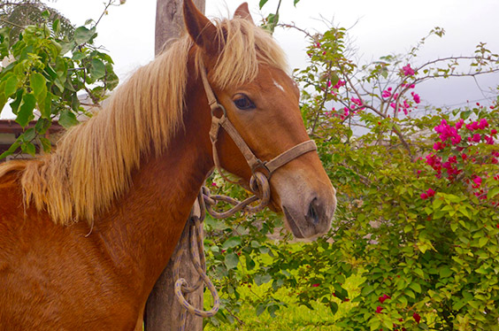 Ecotour_Aucallama_03032023_C-1.jpg