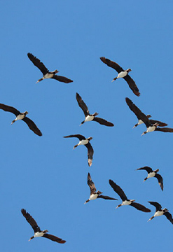 Ruta de Aves del Sur Peruano