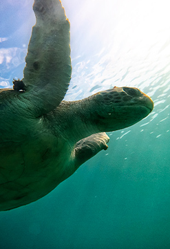 Máncora, aventura con tortugas